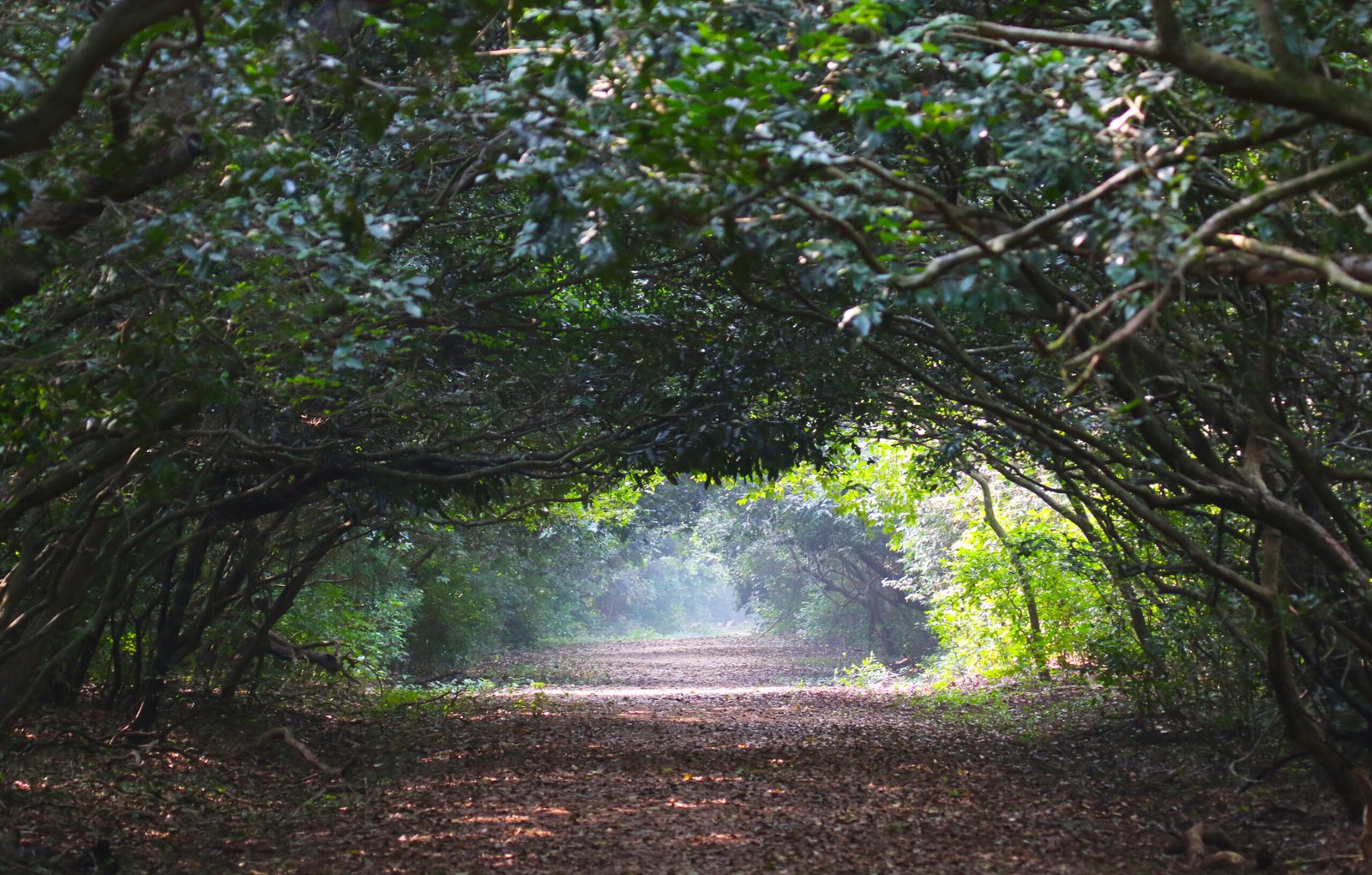 Odisha’s Mangroves